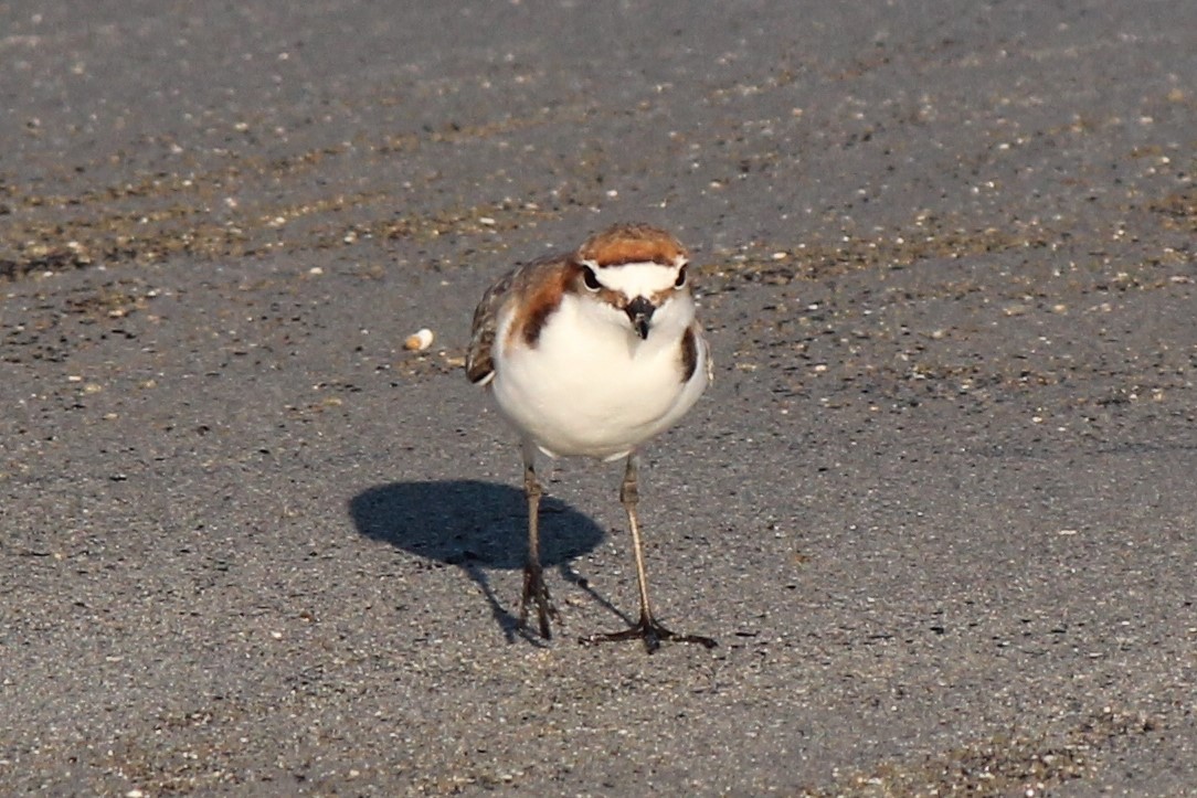 Red-capped Plover - ML357930091