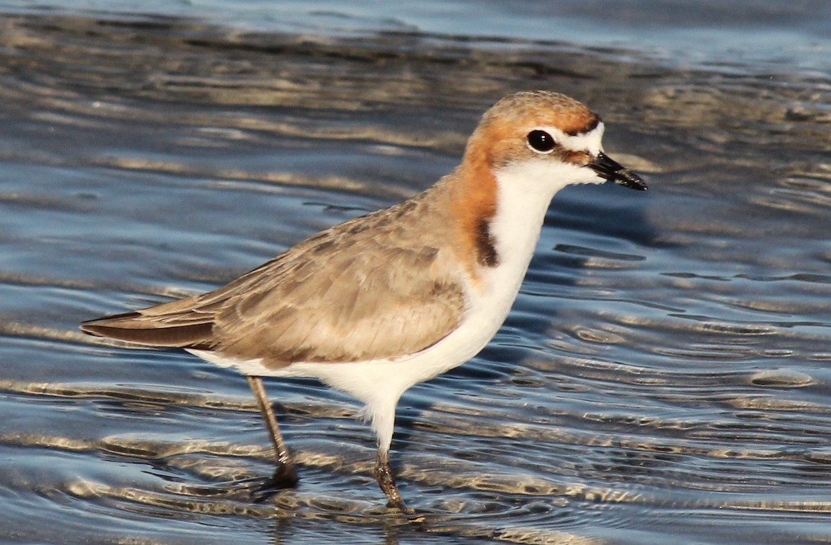 Red-capped Plover - ML357930151