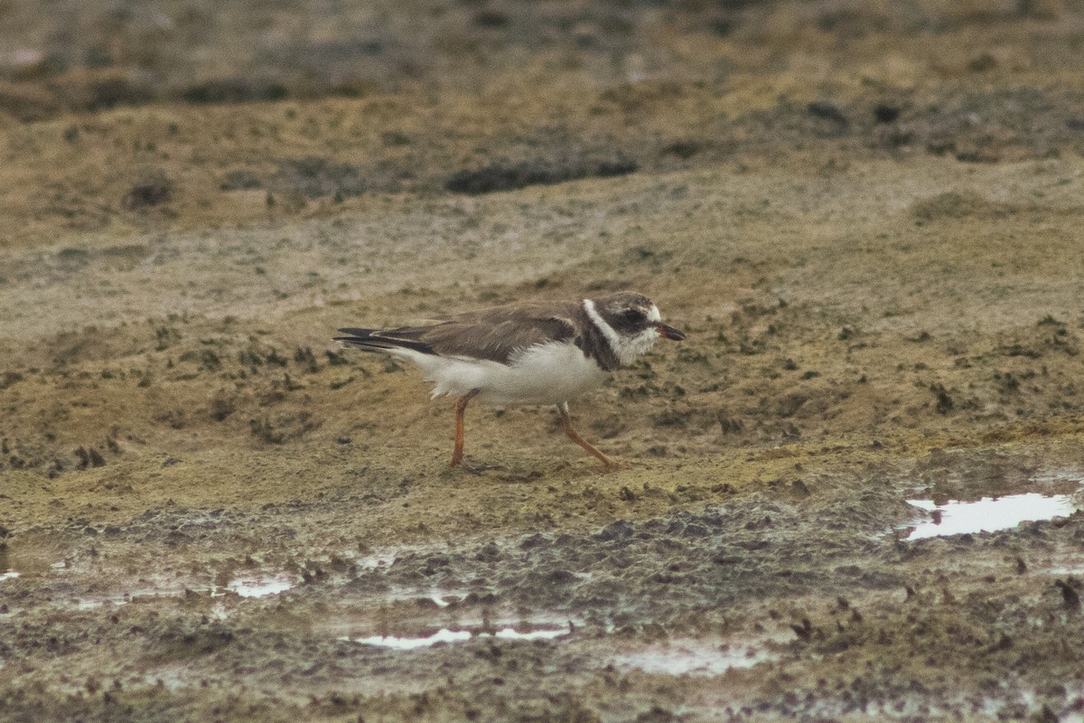 Semipalmated Plover - ML357932511