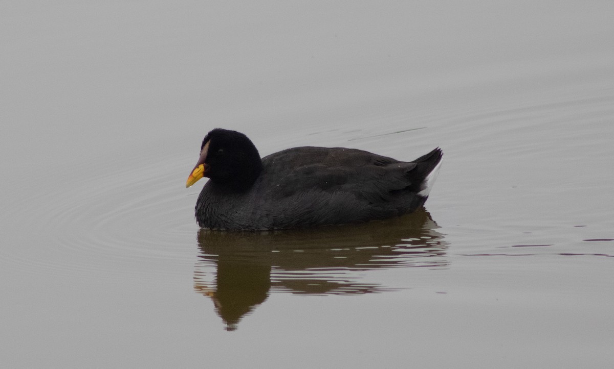 Red-fronted Coot - ML357933601