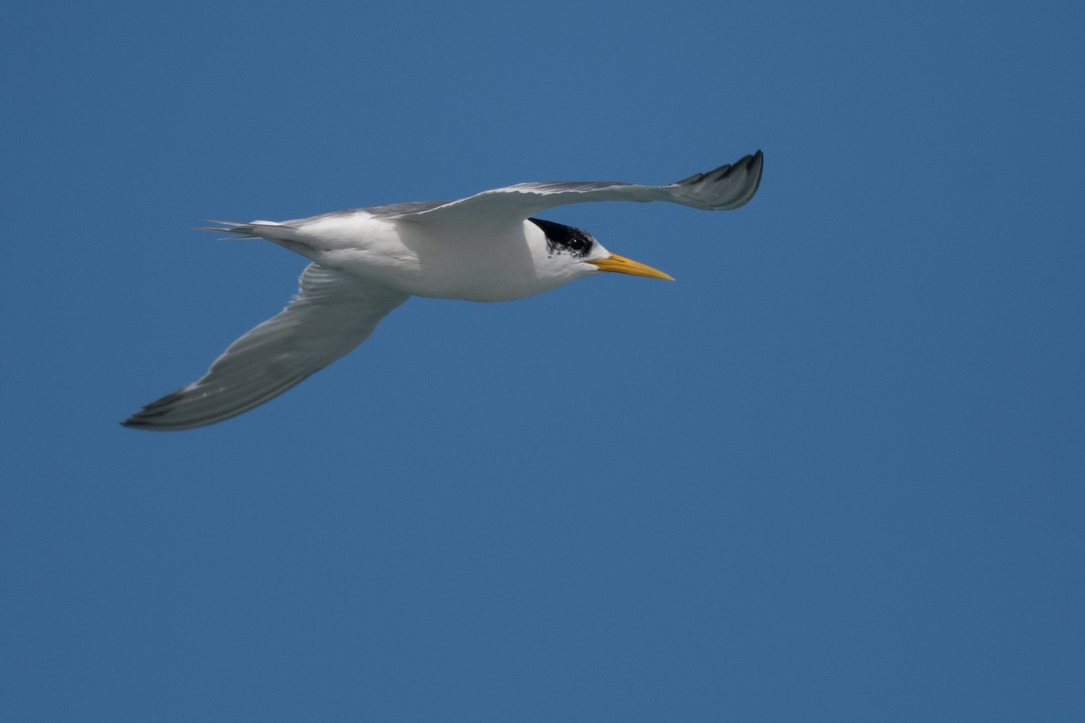 Great Crested Tern - ML357938621
