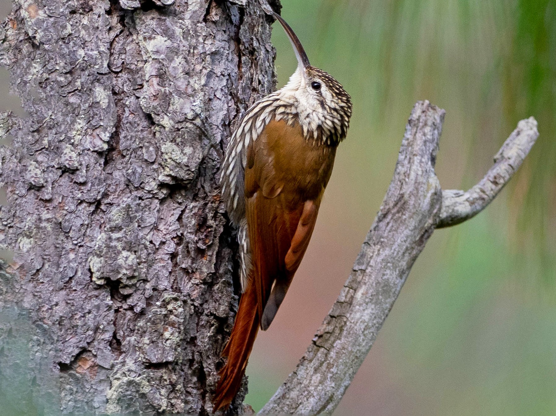 White-striped Woodcreeper - Phil Chaon