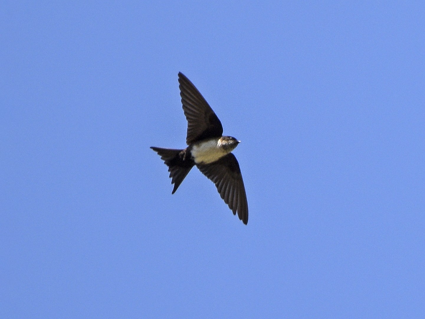 Black-capped Swallow - Carlos Echeverría