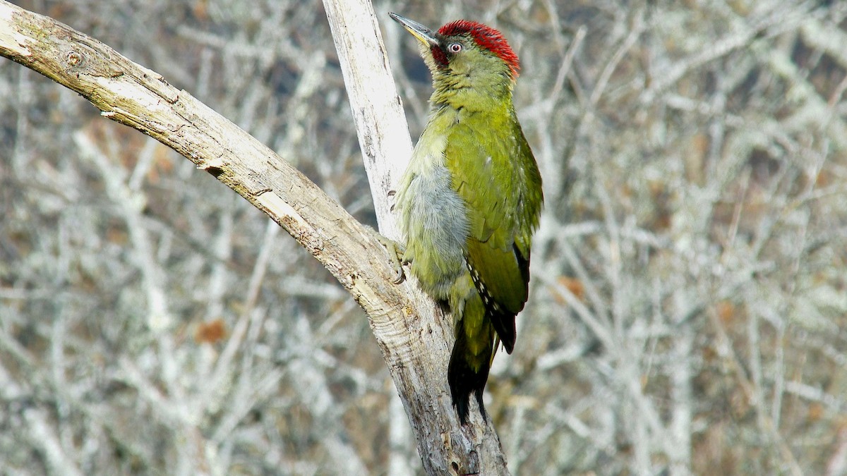 Iberian Green Woodpecker - Paulo Belo