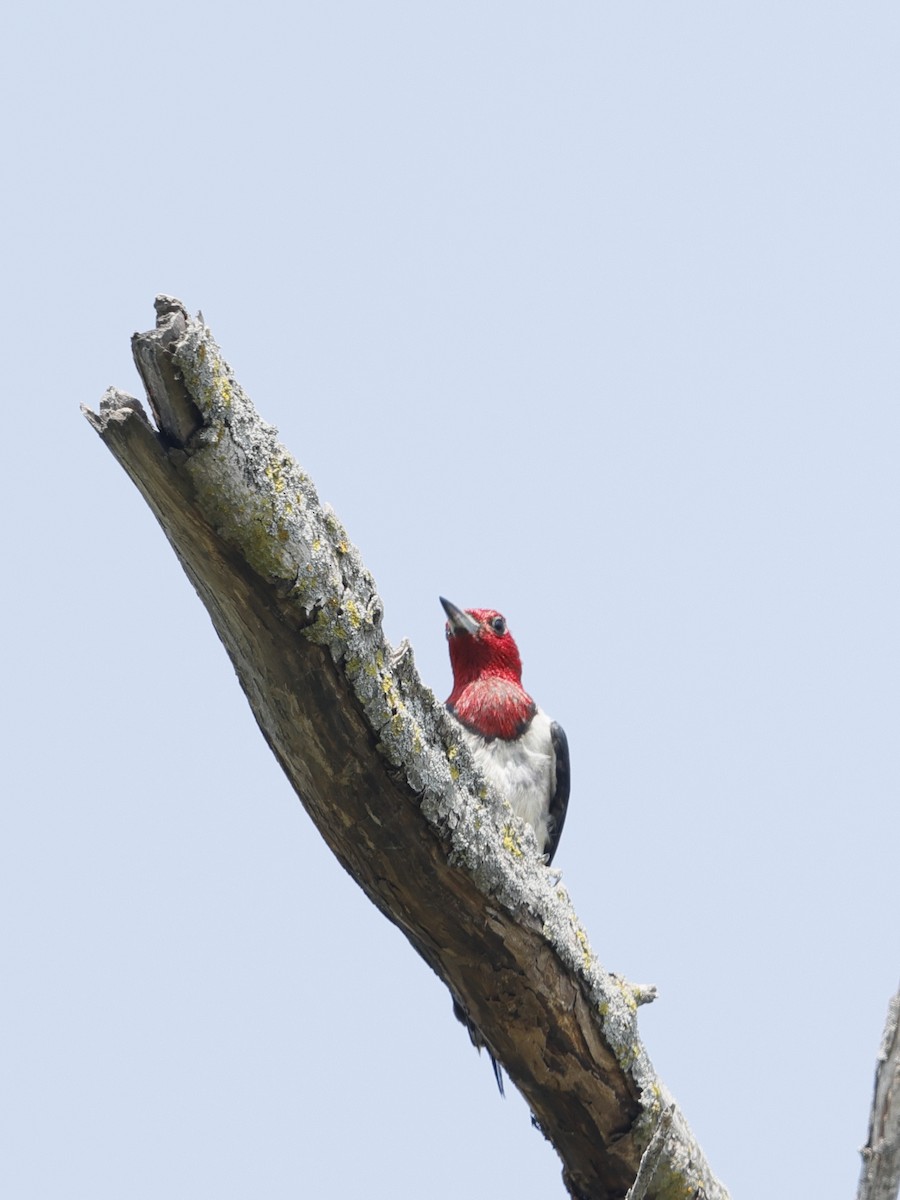 Red-headed Woodpecker - ML357947361