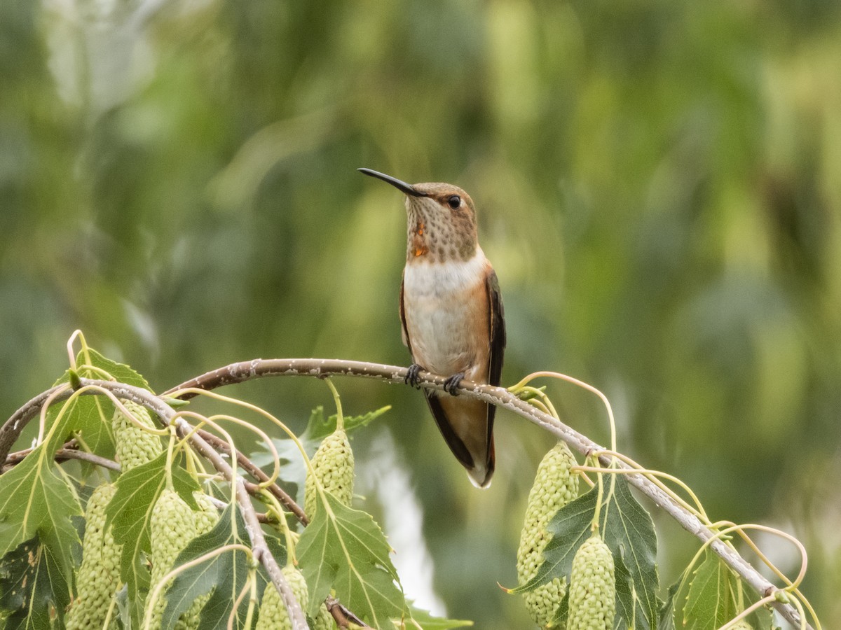 Rufous Hummingbird - Jack Lefor