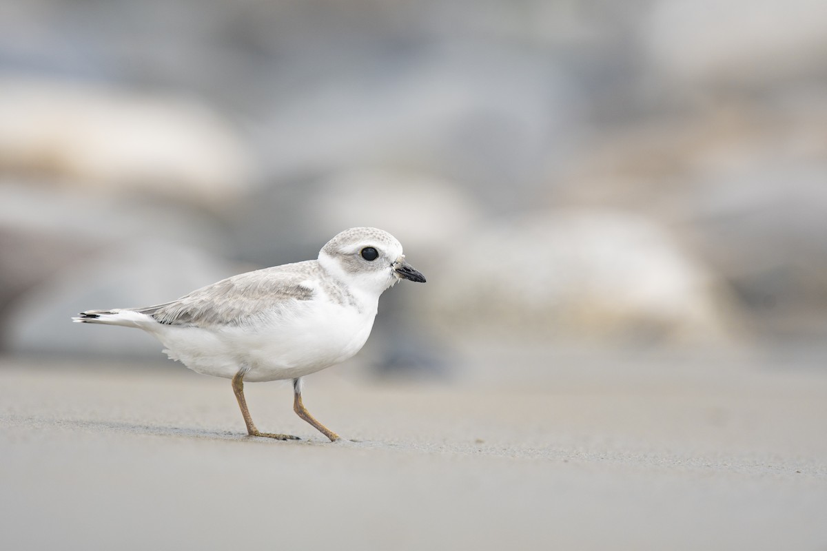 Piping Plover - ML357960211