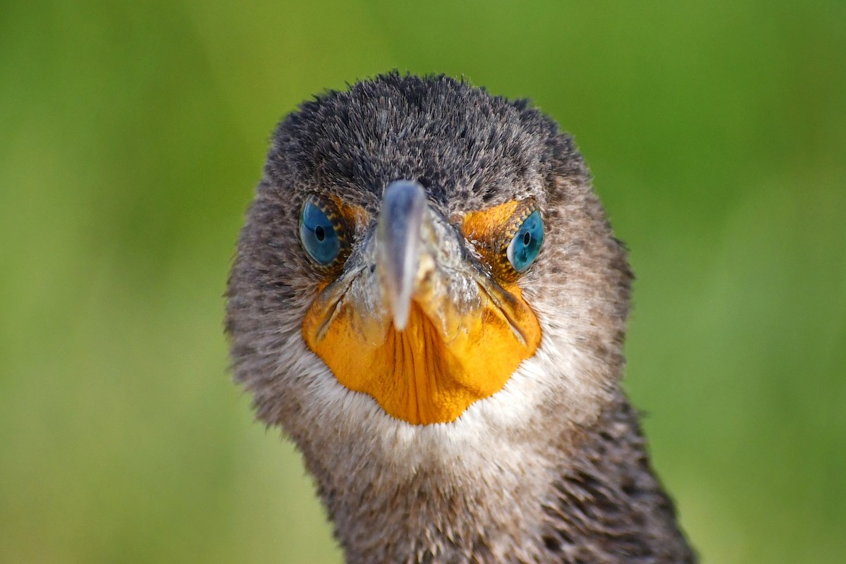 Double-crested Cormorant - Leesa Brown