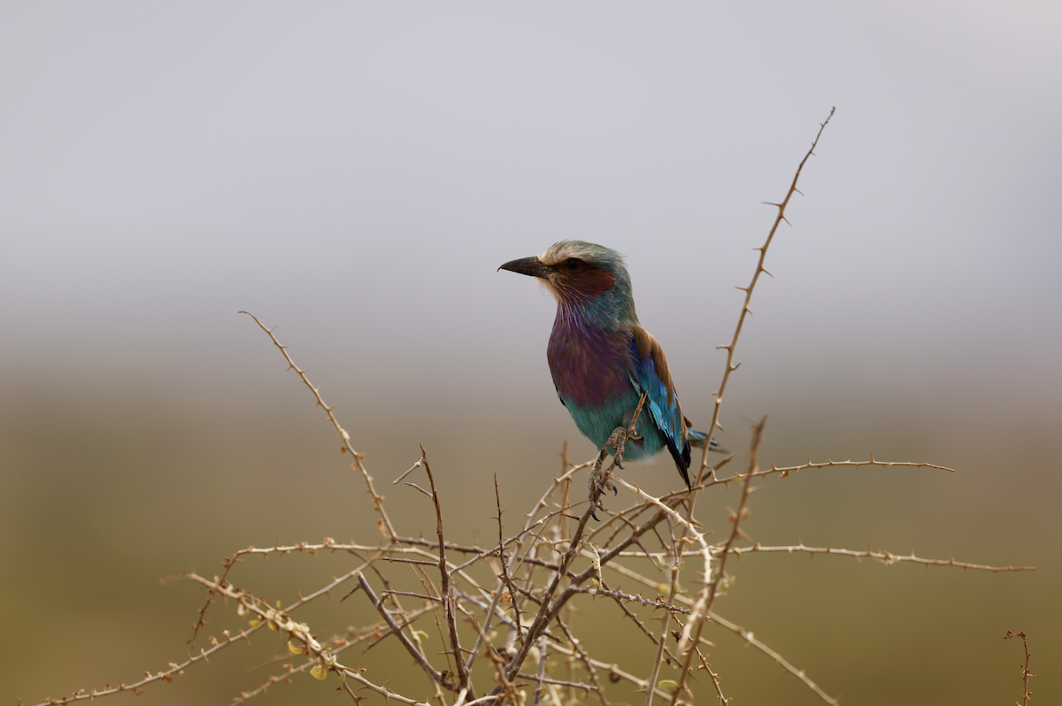 Lilac-breasted Roller - ML357964331