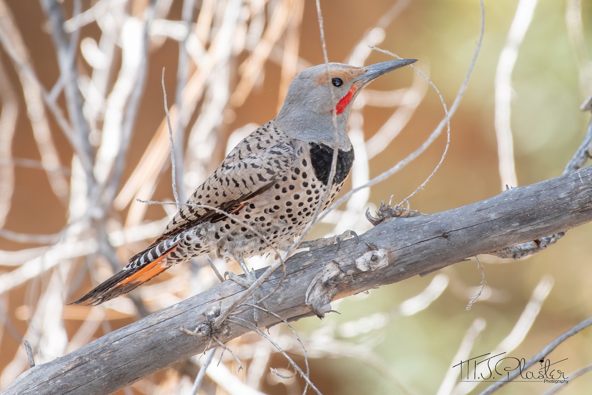Northern Flicker (Red-shafted) - Michael Plaster