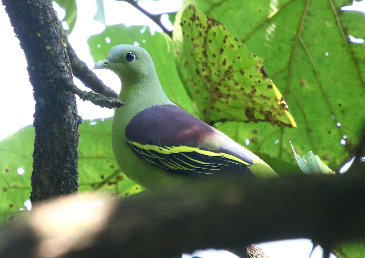 Gray-fronted Green-Pigeon - ML357968121