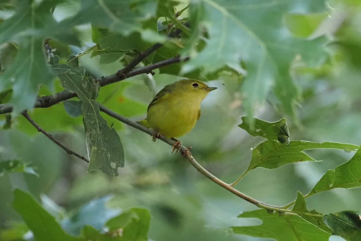 Yellow Warbler - Nick  Kontonicolas