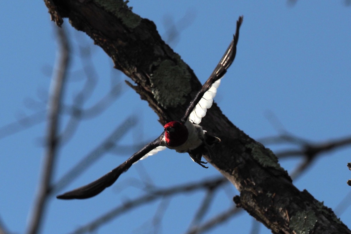 Red-headed Woodpecker - ML357975201