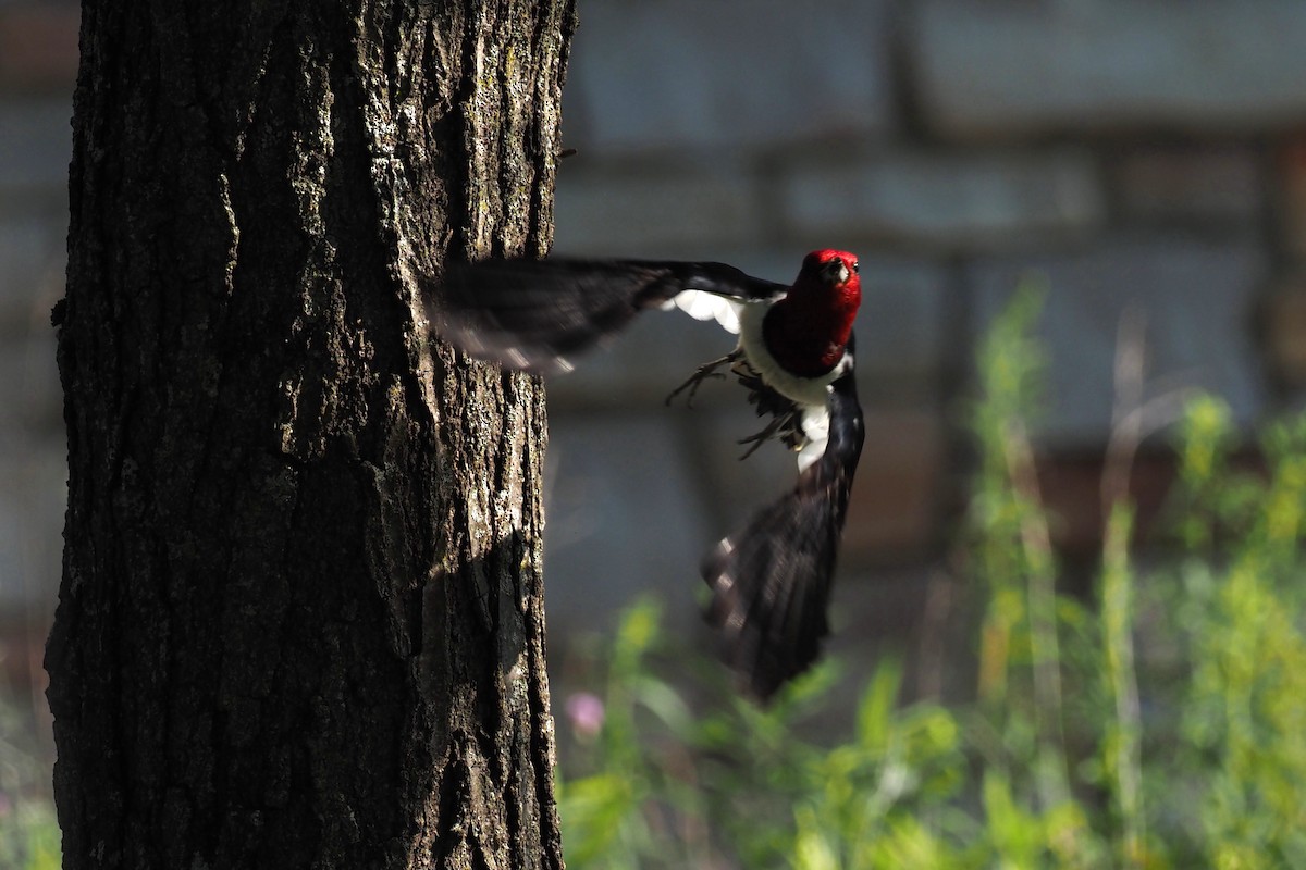 Red-headed Woodpecker - ML357975211