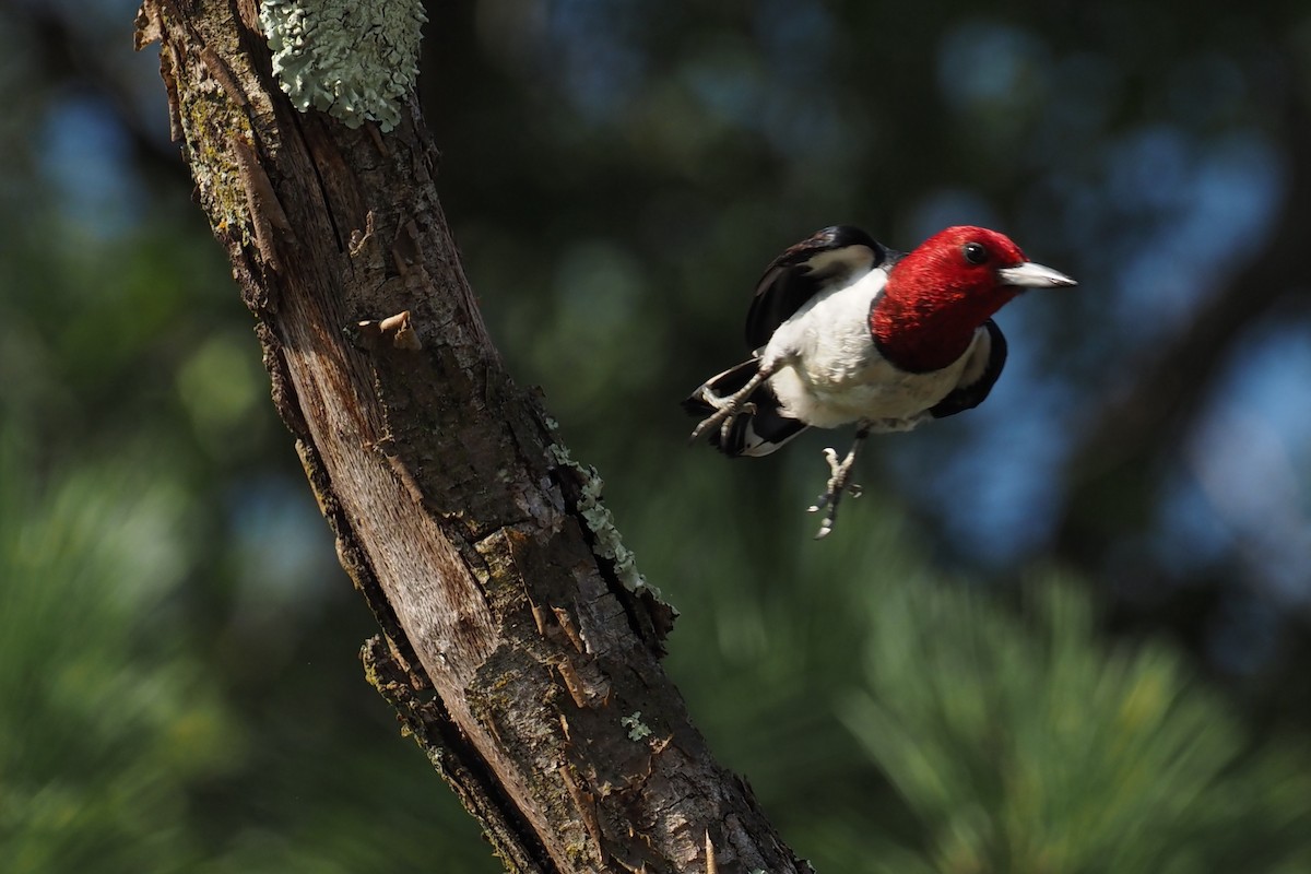 Red-headed Woodpecker - ML357975221