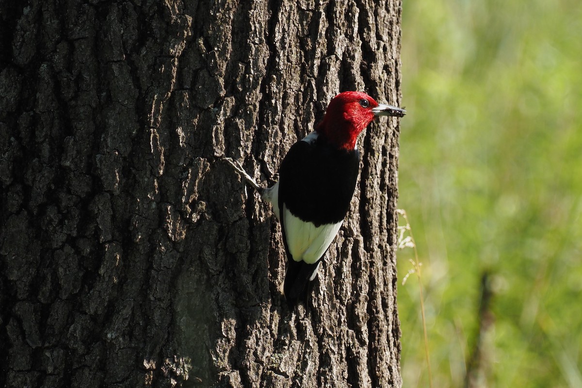 Red-headed Woodpecker - Nick  Kontonicolas