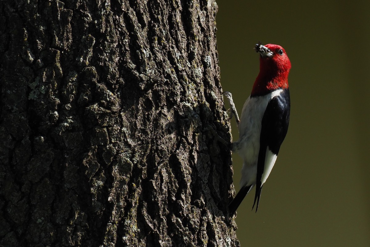 Red-headed Woodpecker - ML357975241