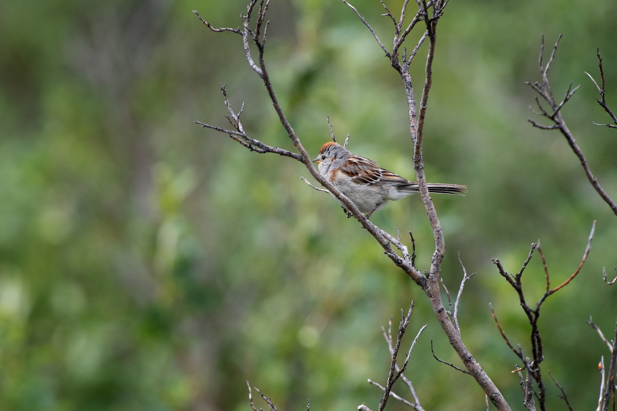 American Tree Sparrow - ML357977171
