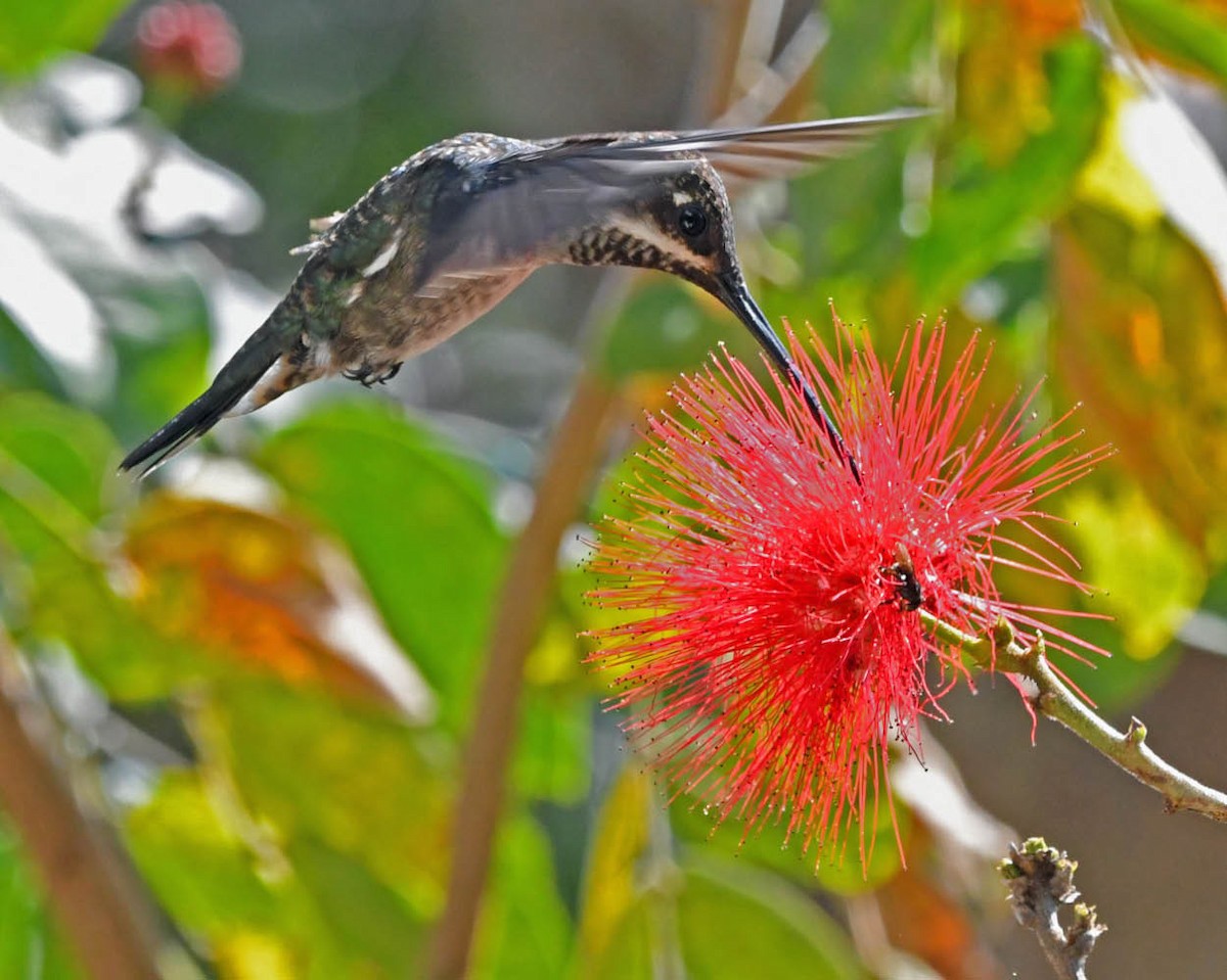 kolibřík hvězdohrdlý - ML357978951