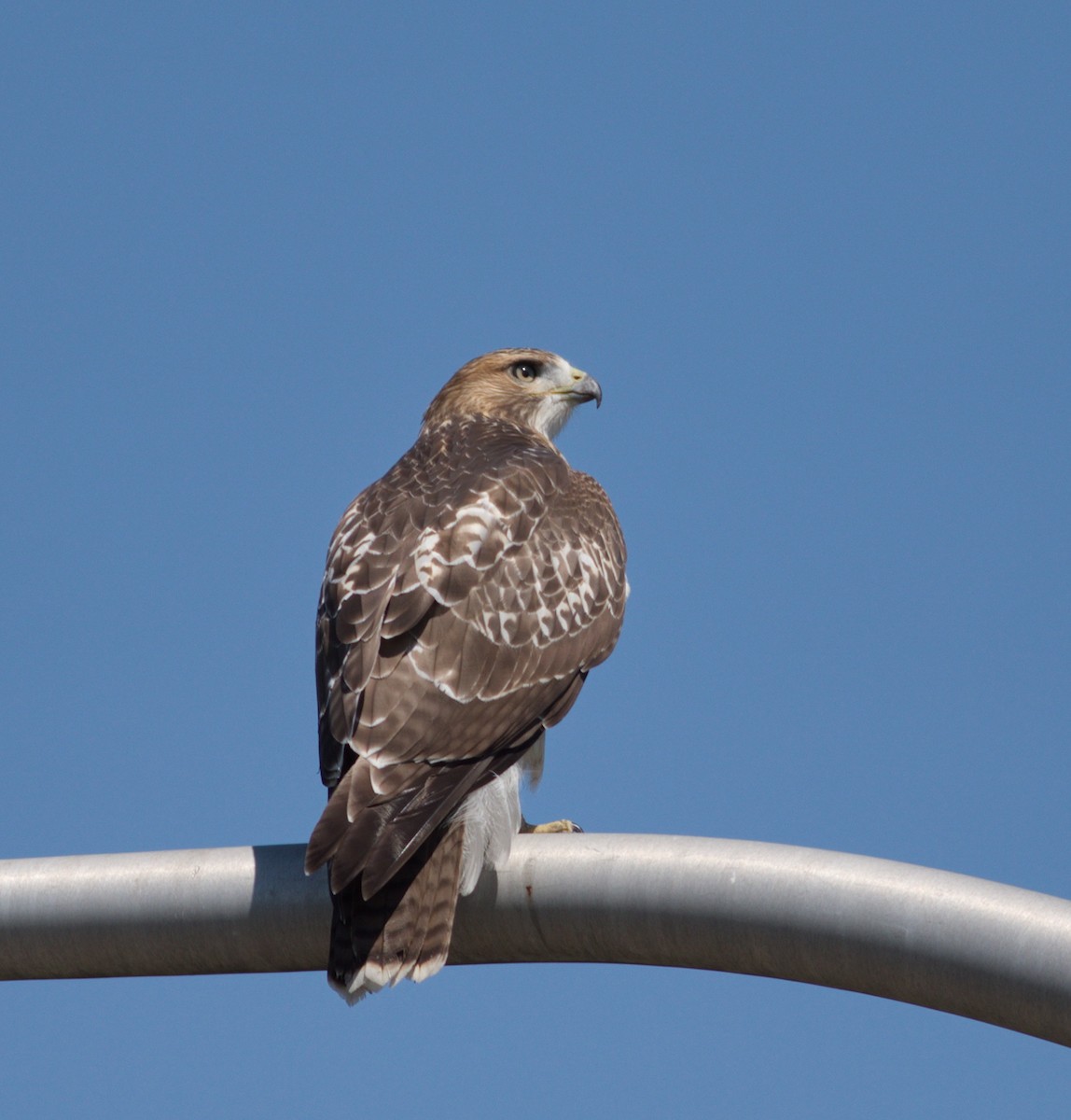 Red-tailed Hawk - ML357988851