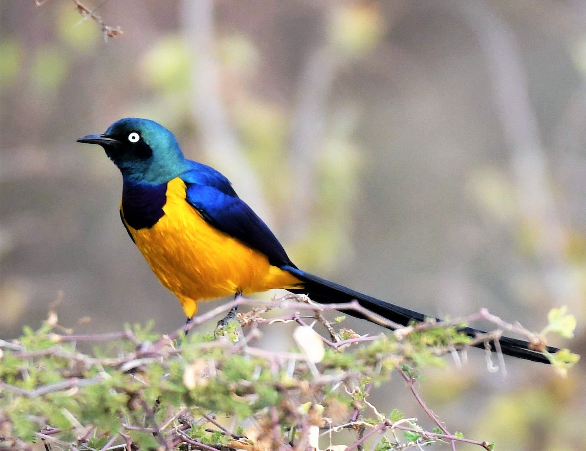 Golden-breasted Starling - ML357988881