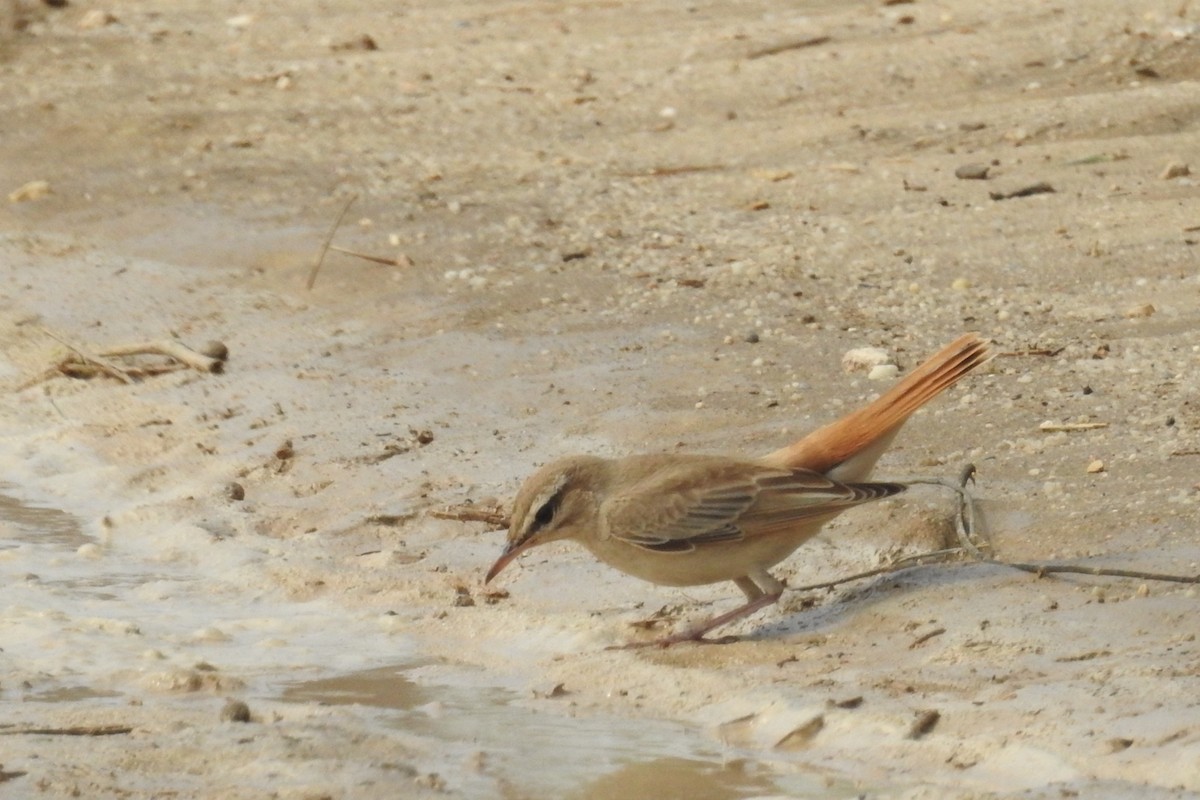 Rufous-tailed Scrub-Robin (Rufous-tailed) - ML35798951