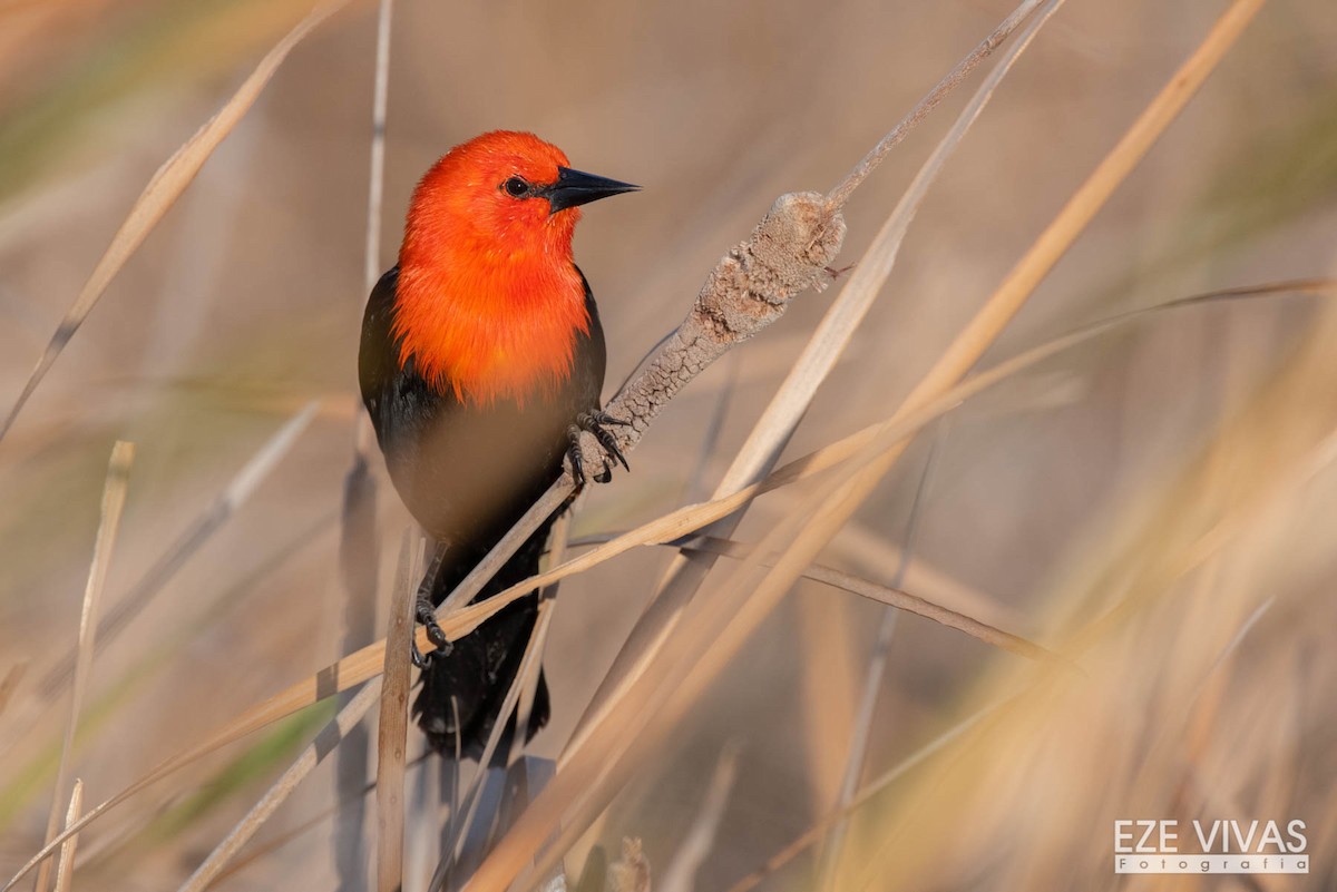 Scarlet-headed Blackbird - Ezequiel Vivas