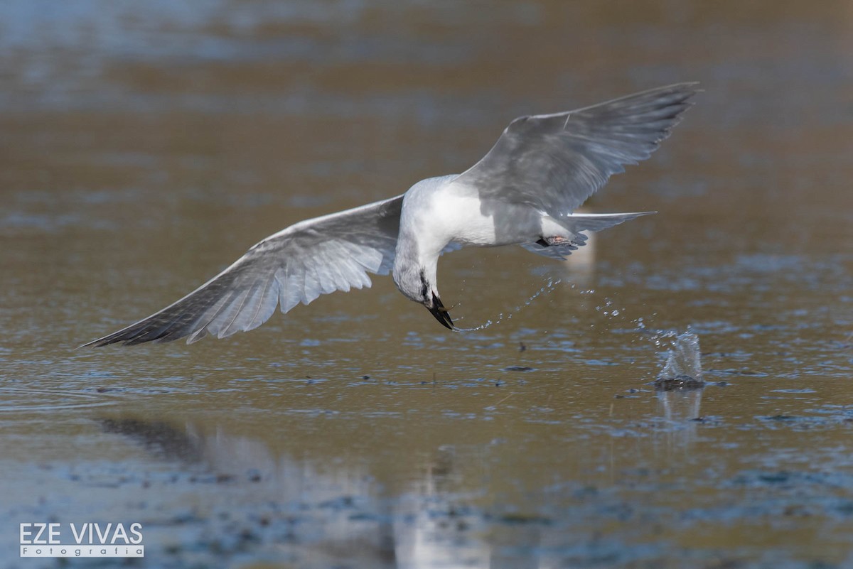 Gull-billed Tern - Ezequiel Vivas