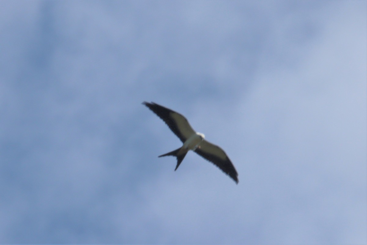Swallow-tailed Kite - ML357991391