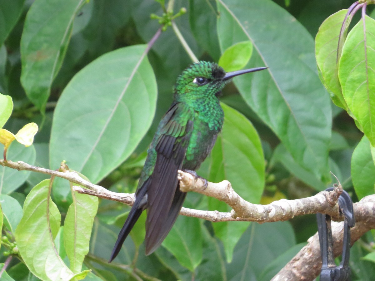 Green-crowned Brilliant - ML35799251