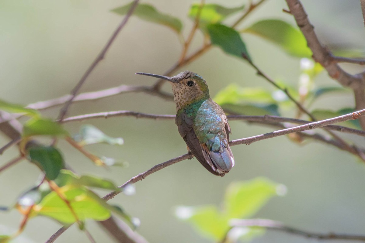 Broad-tailed Hummingbird - ML357992691