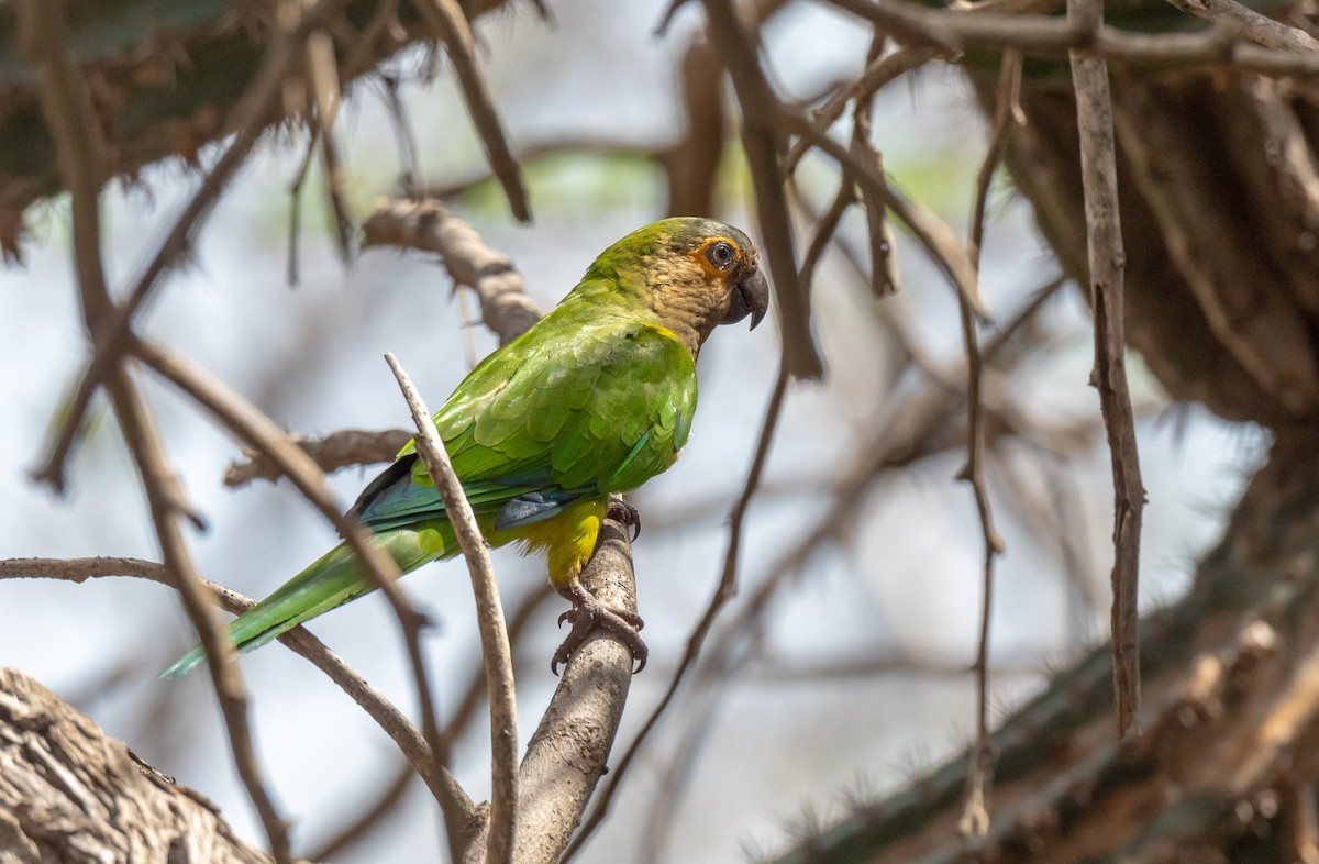 Brown-throated Parakeet - ML357993461