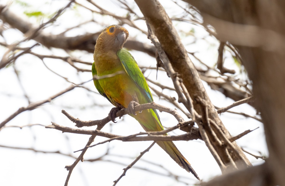 Brown-throated Parakeet - ML357993491