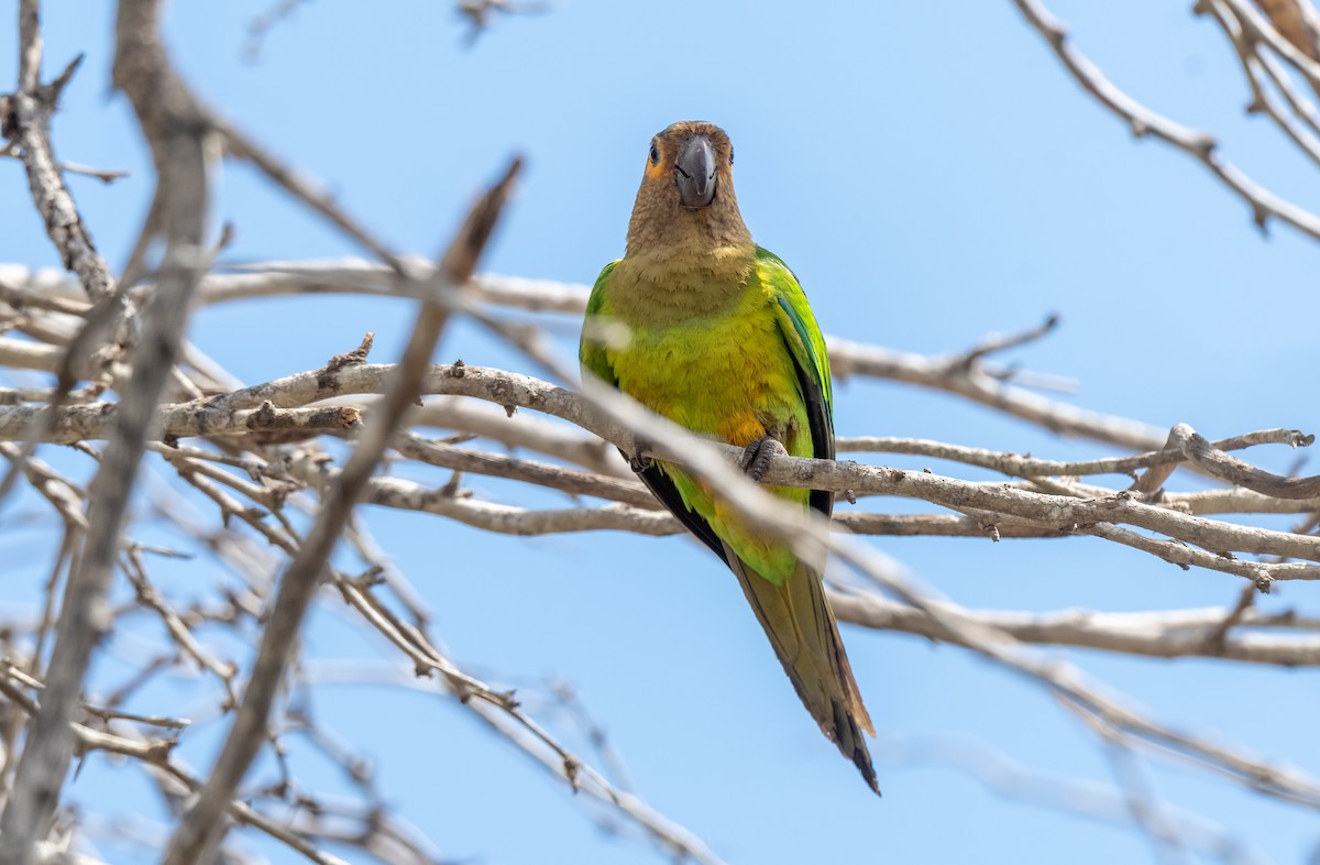 Brown-throated Parakeet - ML357993501