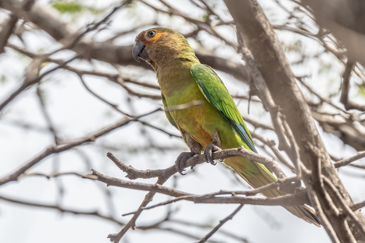 Brown-throated Parakeet - ML357993511