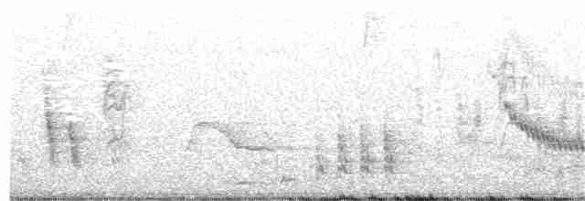 Long-tailed Mockingbird - ML357997141