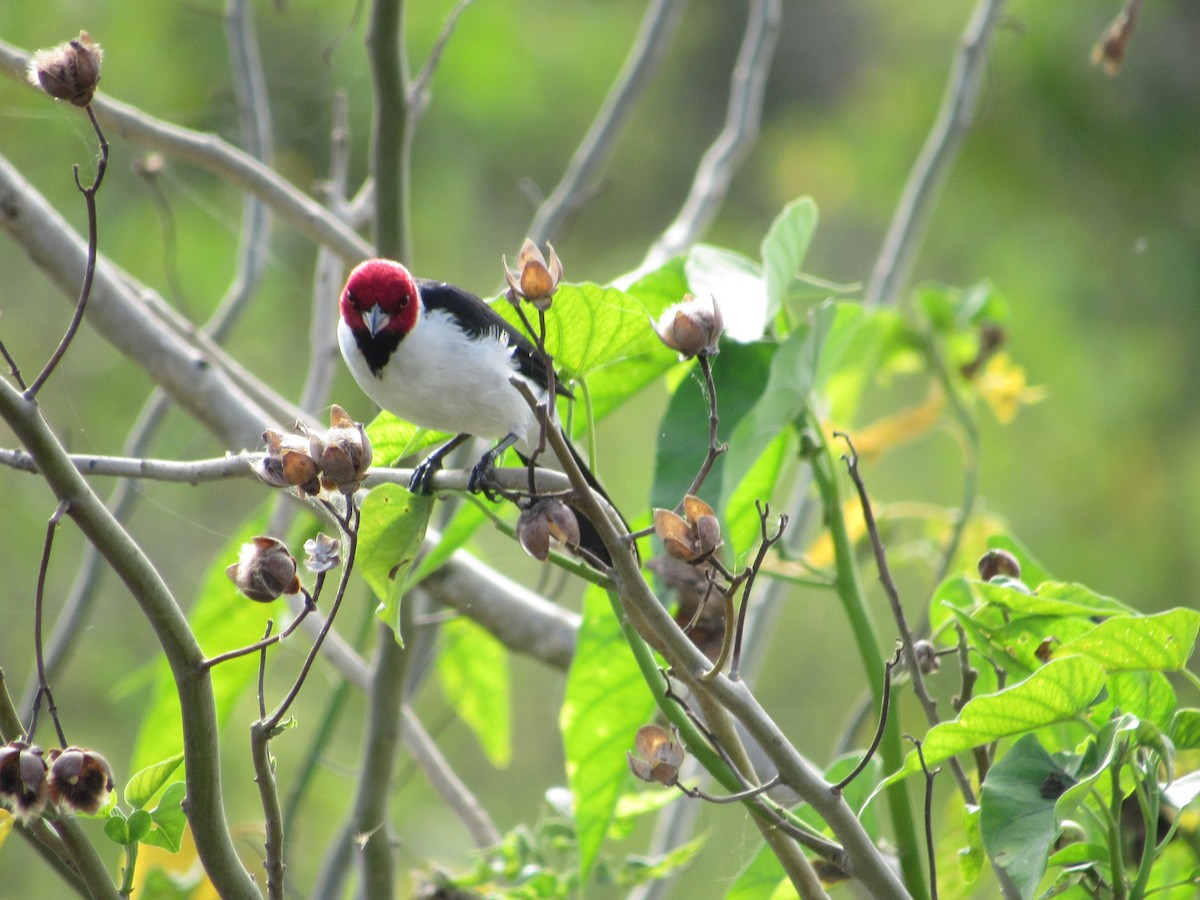 Red-crested Cardinal - ML358001961