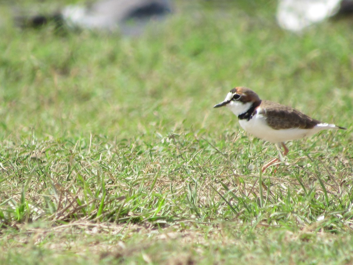 Collared Plover - ML358002901