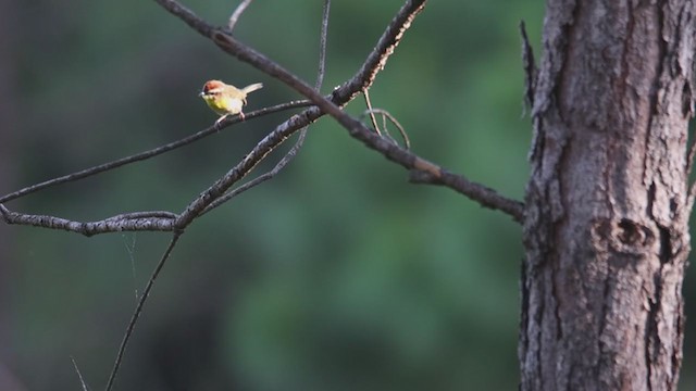 Rufous-capped Warbler - ML358004411