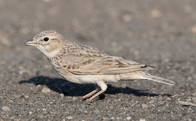 Subspecies <em>adamsi </em>adult, moderately worn plumage, lateral view. - Sand Lark - 