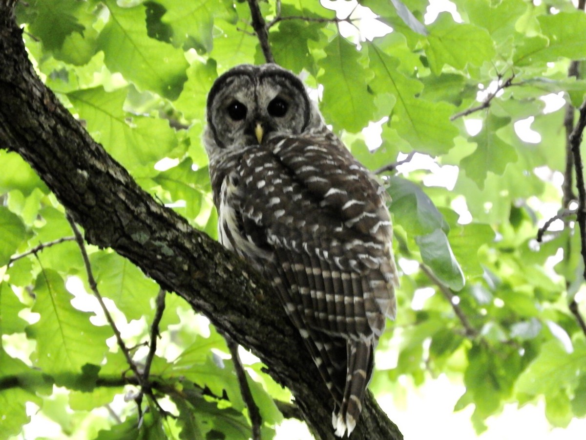 Barred Owl - Lois Rockhill