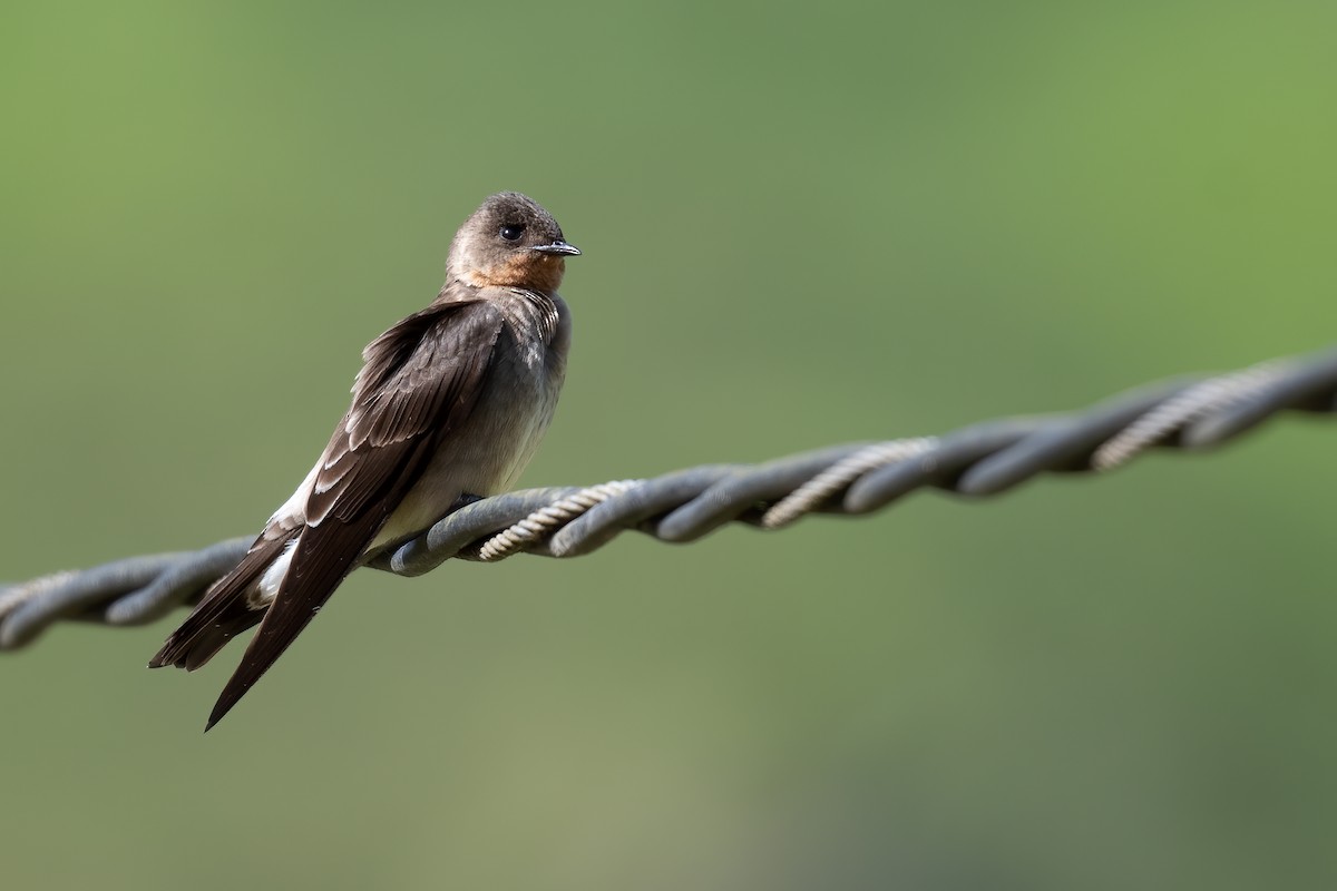 Southern Rough-winged Swallow - Ben  Lucking