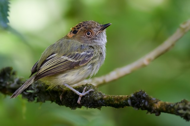 Scale-crested Pygmy-tyrant