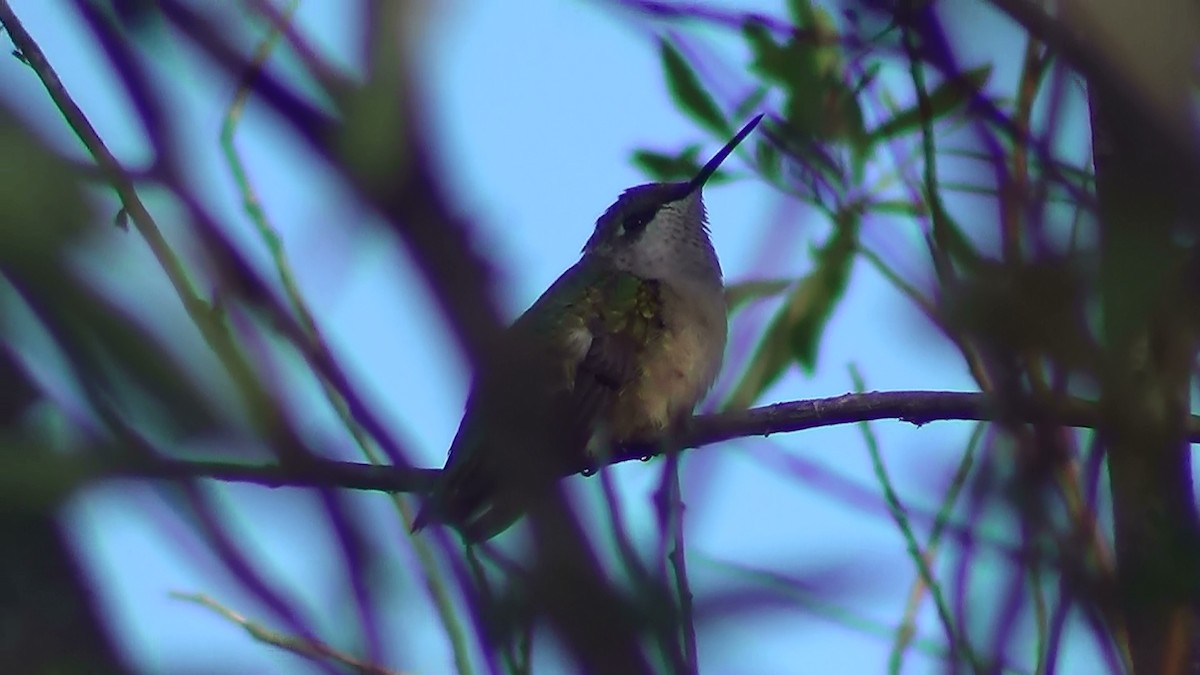 Ruby-throated Hummingbird - Mathieu Langlois