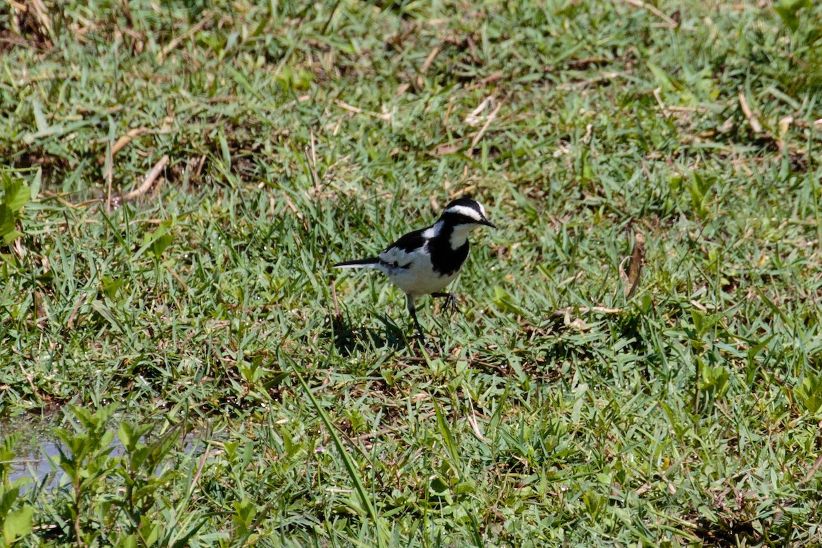 African Pied Wagtail - ML358015681