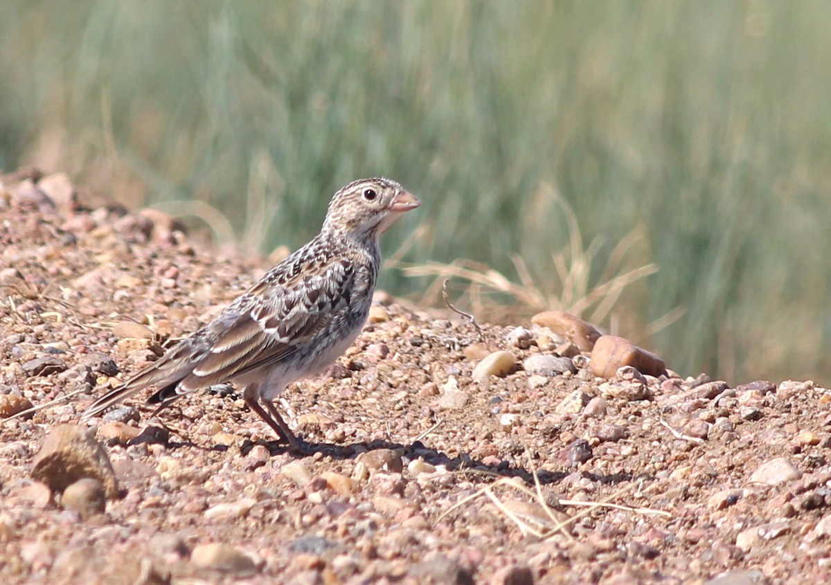 Thick-billed Longspur - ML35802251