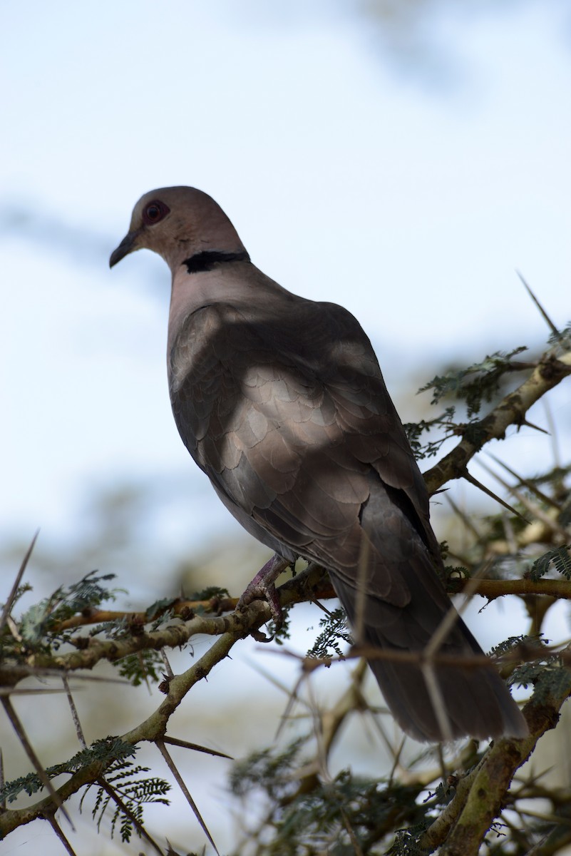 Red-eyed Dove - ML358028001