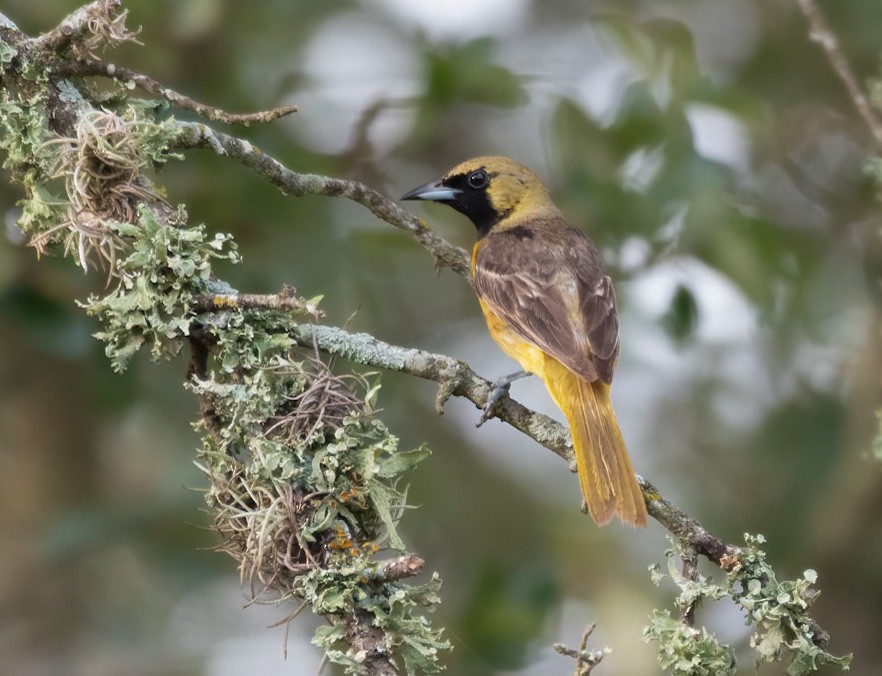 Orchard Oriole - ML358031411
