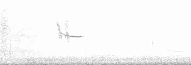 Белоголовый орлан - ML358034391