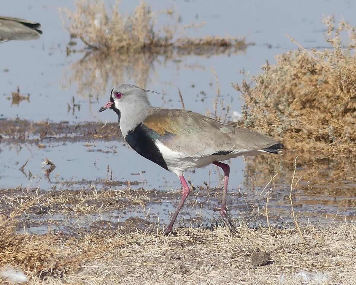 Southern Lapwing - joaquin vial